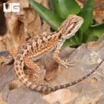 Citrus Leatherback Bearded Dragon (6 – 8″)