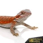 Baby Hypo Flame Bearded Dragon #1 - Image 2