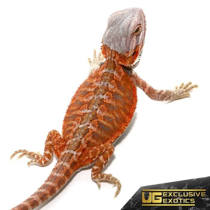 Baby Hypo Flame Bearded Dragon #1 - Image 1