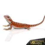 Baby Hypo Flame Bearded Dragon #1 - Image 3
