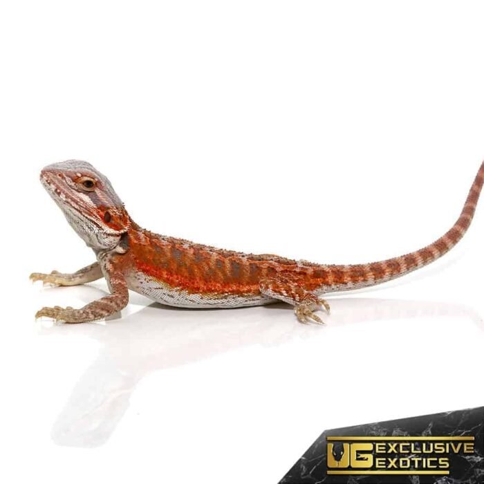 Baby Hypo Flame Bearded Dragon #1 - Image 3