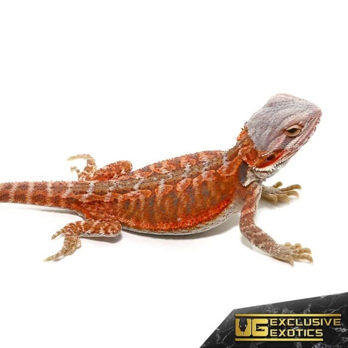 Baby Hypo Flame Bearded Dragon #1 - Image 4