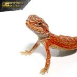 Baby Magma Hypo Translucent Dunner Bearded Dragon #2 - Image 2