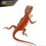 Baby Magma Hypo Translucent Dunner Bearded Dragon #2
