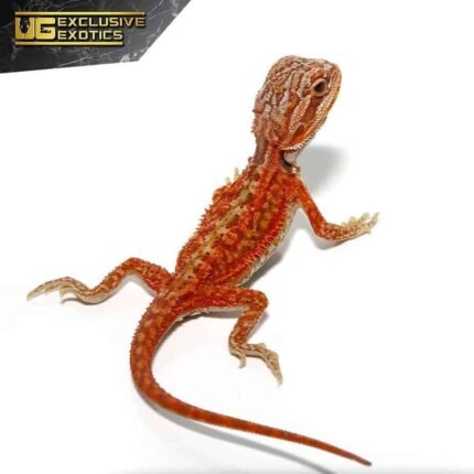 Baby Magma Hypo Translucent Dunner Bearded Dragon #2
