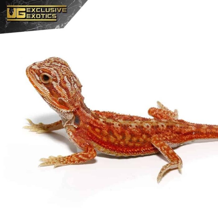 Baby Magma Hypo Translucent Dunner Bearded Dragon #2 - Image 4