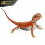 Baby Magma Hypo Translucent Dunner Bearded Dragon #2 - Image 3
