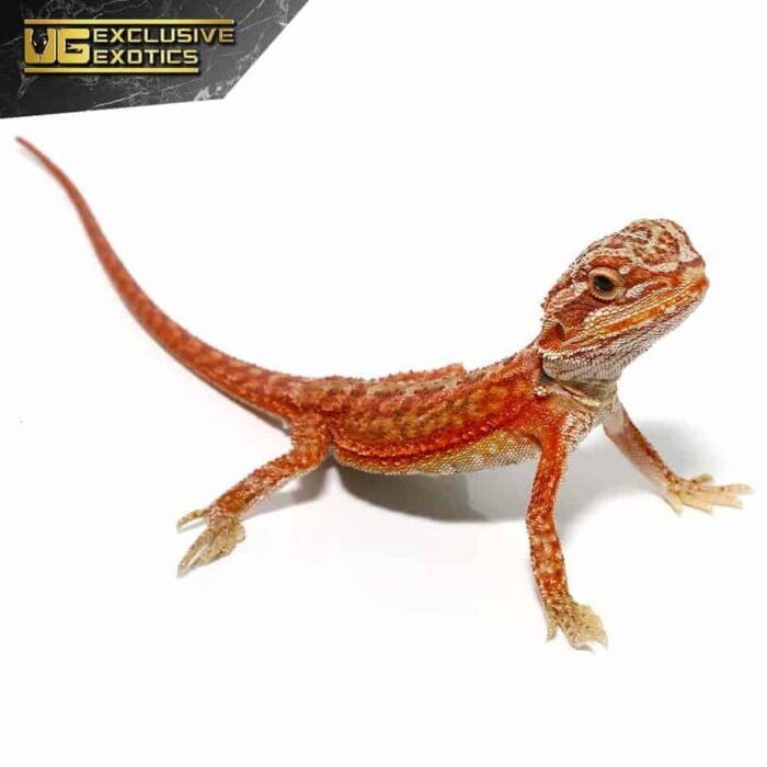 Baby Magma Hypo Translucent Dunner Bearded Dragon #2 - Image 3