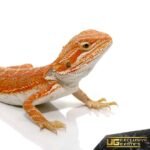 Baby Hypo Flame Bearded Dragon #2 - Image 2