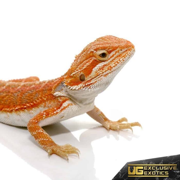 Baby Hypo Flame Bearded Dragon #2 - Image 2