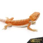 Baby Hypo Flame Bearded Dragon #2 - Image 3