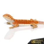 Baby Hypo Flame Bearded Dragon #2 - Image 4