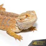 Adult Female Hypo Inferno Blue Bar Bearded Dragon