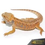 Adult Female Hypo Inferno Blue Bar Bearded Dragon - Image 2
