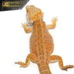 Adult Female Hypo Inferno Blue Bar Bearded Dragon - Image 3