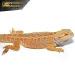 Adult Female Hypo Inferno Blue Bar Bearded Dragon - Image 4