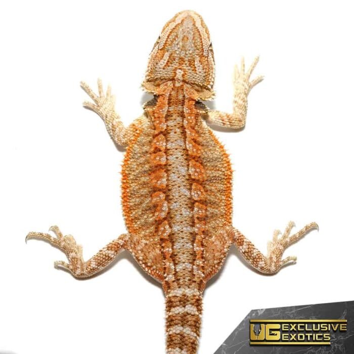 Baby Flame Of Olympus Bearded Dragon - Image 1