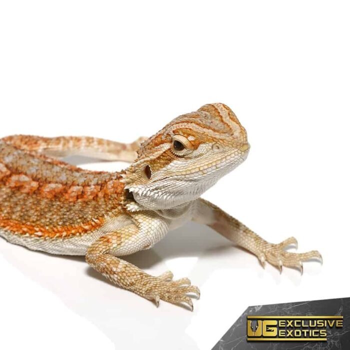 Baby Flame Of Olympus Bearded Dragon - Image 2
