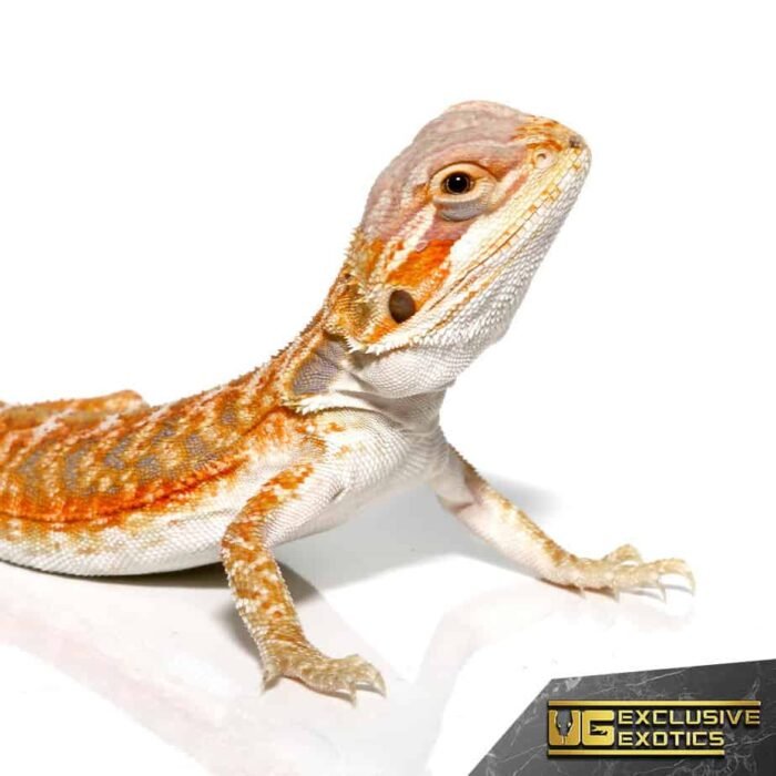 Baby Grapefruit Blue Bar Bearded Dragon - Image 2
