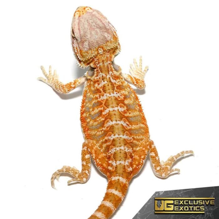 Baby Grapefruit Blue Bar Bearded Dragon - Image 1