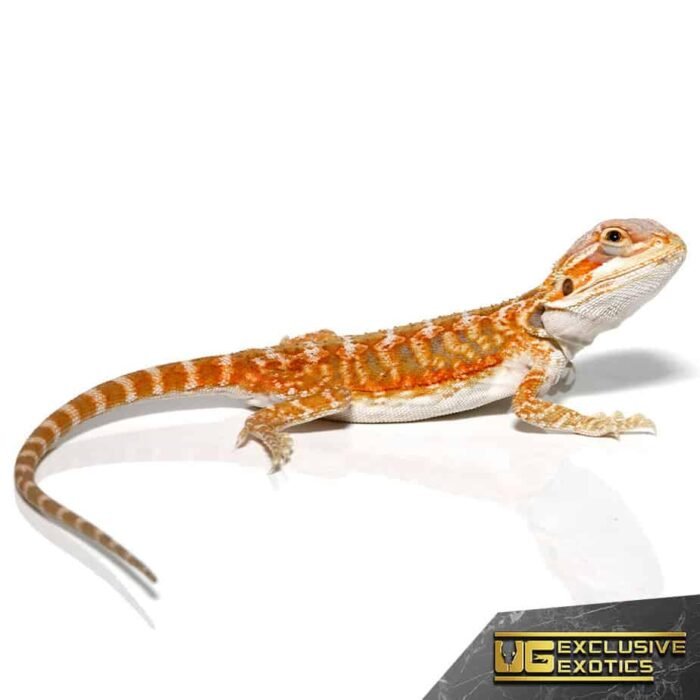 Baby Grapefruit Blue Bar Bearded Dragon - Image 3