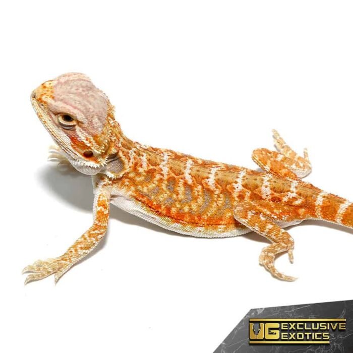 Baby Grapefruit Blue Bar Bearded Dragon - Image 4