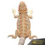 Baby Blue Horizon Hypo Leatherback Bearded Dragon