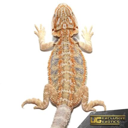 Baby Blue Horizon Hypo Leatherback Bearded Dragon