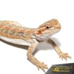 Baby Blue Horizon Hypo Leatherback Bearded Dragon - Image 2