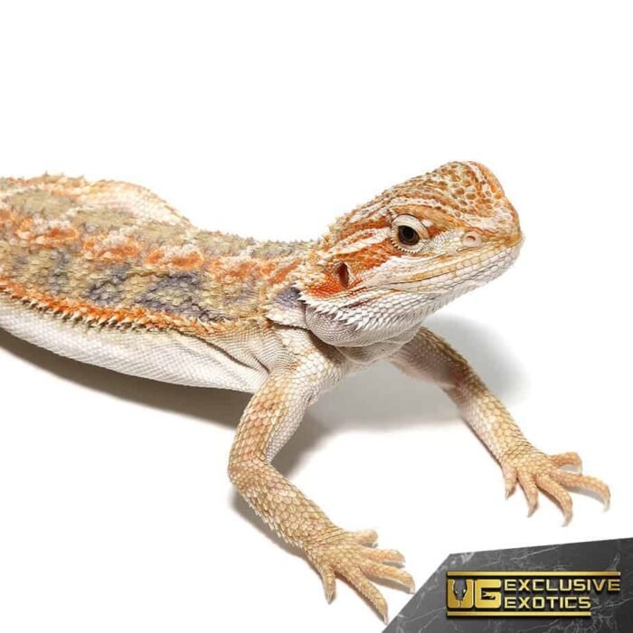 Baby Blue Horizon Hypo Leatherback Bearded Dragon - Image 2