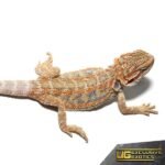 Baby Blue Horizon Hypo Leatherback Bearded Dragon - Image 3