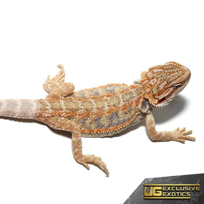 Baby Blue Horizon Hypo Leatherback Bearded Dragon - Image 3