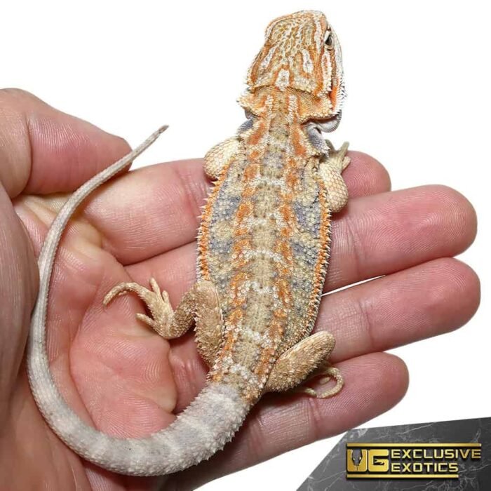 Baby Blue Horizon Hypo Leatherback Bearded Dragon - Image 4