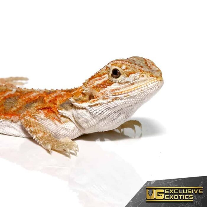 Baby Hypo Copper Bearded Dragon - Image 2