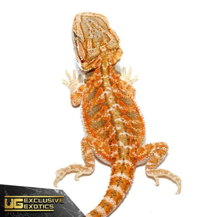 Baby Hypo Copper Bearded Dragon - Image 1