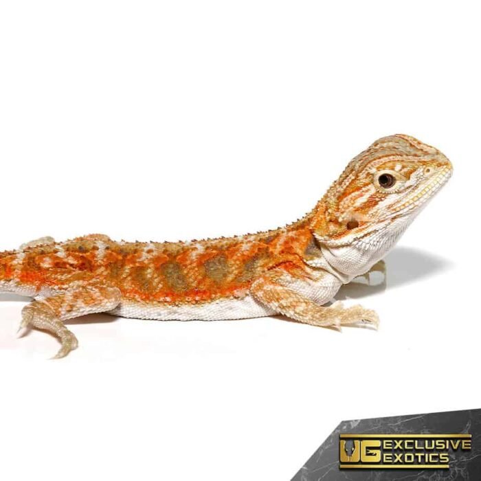 Baby Hypo Copper Bearded Dragon - Image 3