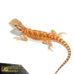 Baby Hypo Copper Bearded Dragon - Image 4