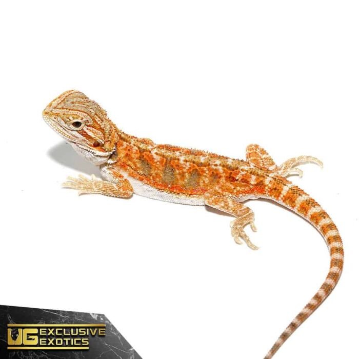 Baby Hypo Copper Bearded Dragon - Image 4