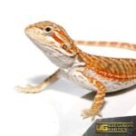 Baby Hypo Marigold Bearded Dragon - Image 2