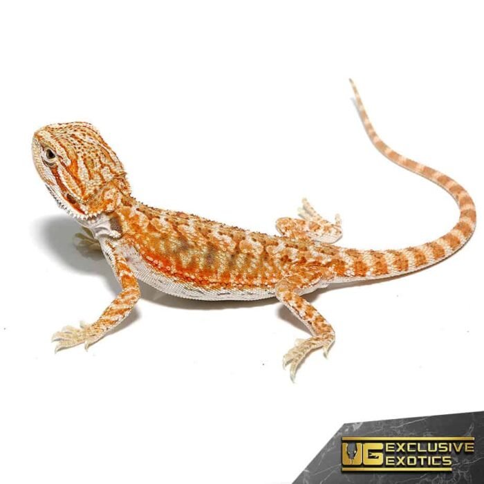 Baby Hypo Marigold Bearded Dragon - Image 3