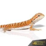 Baby Hypo Marigold Bearded Dragon - Image 4