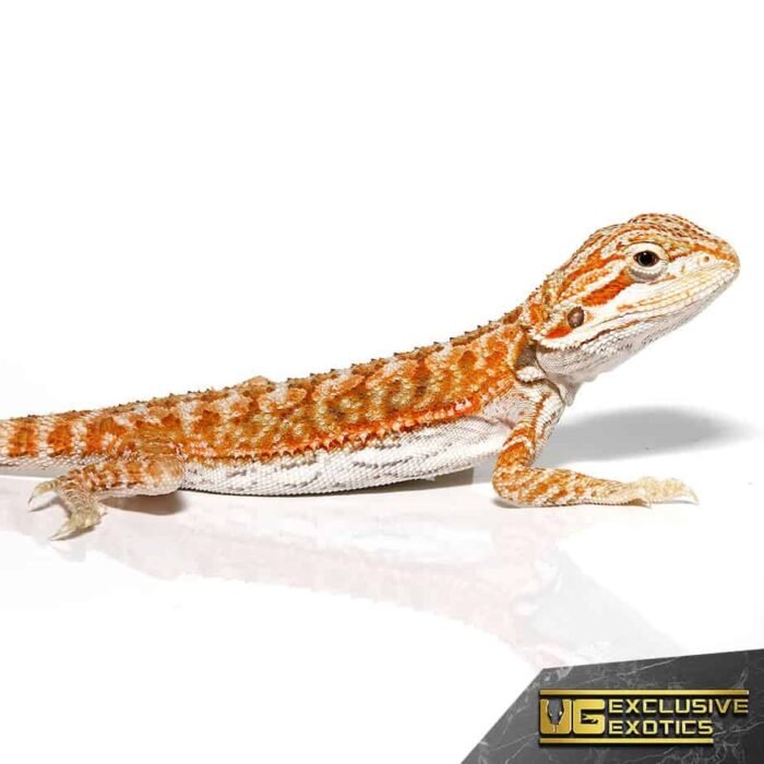 Baby Hypo Marigold Bearded Dragon - Image 4
