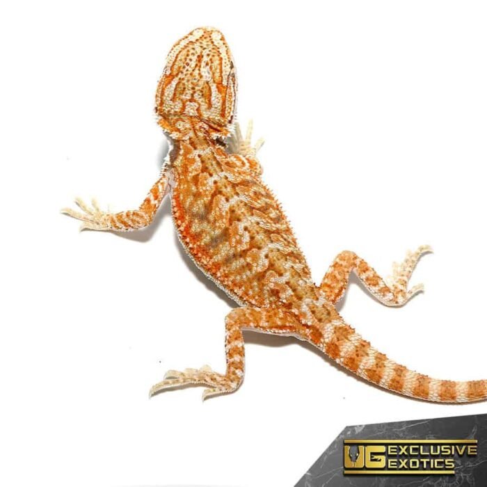 Baby Hypo Marigold Bearded Dragon - Image 1