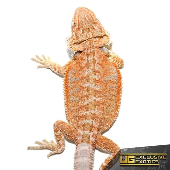 Baby Hypo Summer Stripe Bearded Dragon - Image 1