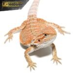 Baby Hypo Summer Stripe Bearded Dragon - Image 2