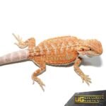 Baby Hypo Summer Stripe Bearded Dragon - Image 3
