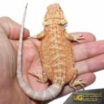 Baby Hypo Summer Stripe Bearded Dragon - Image 4