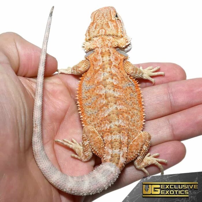 Baby Hypo Summer Stripe Bearded Dragon - Image 4