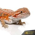 Baby Hypo Tangerine Dream Bearded Dragon - Image 2