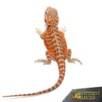Baby Hypo Tangerine Dream Bearded Dragon